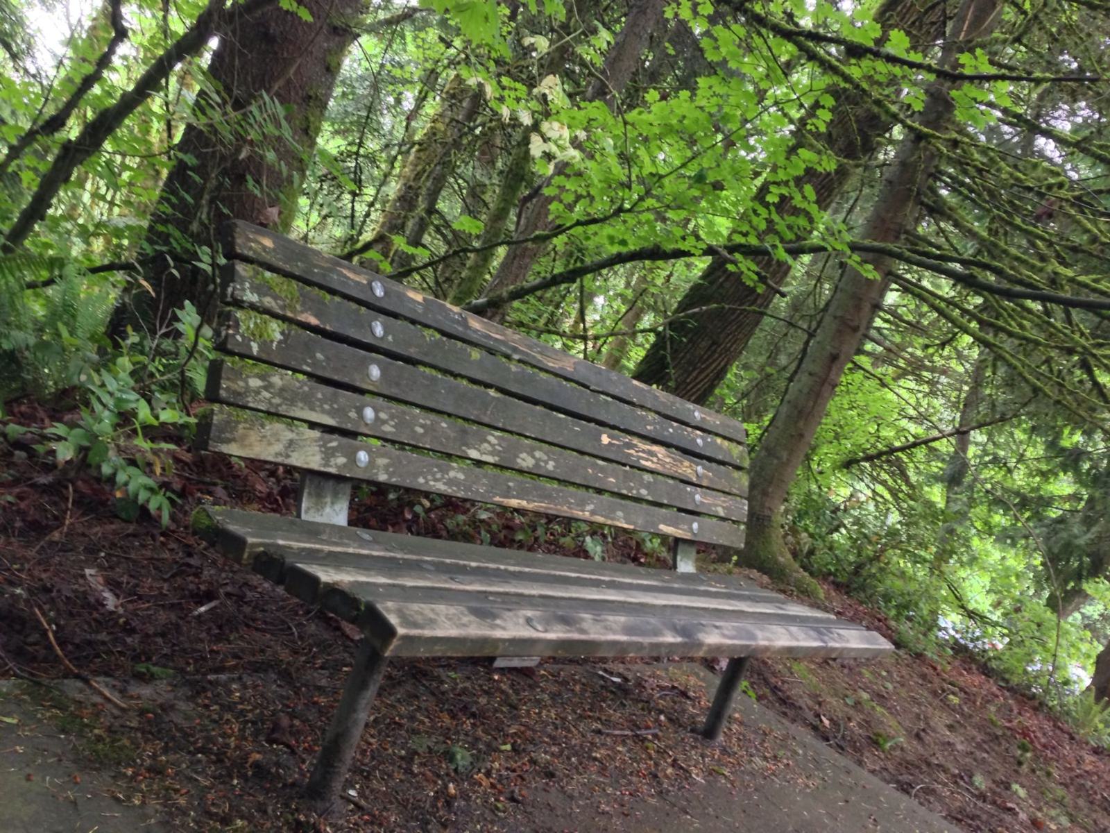 An empty wooden bench on a forest trail
