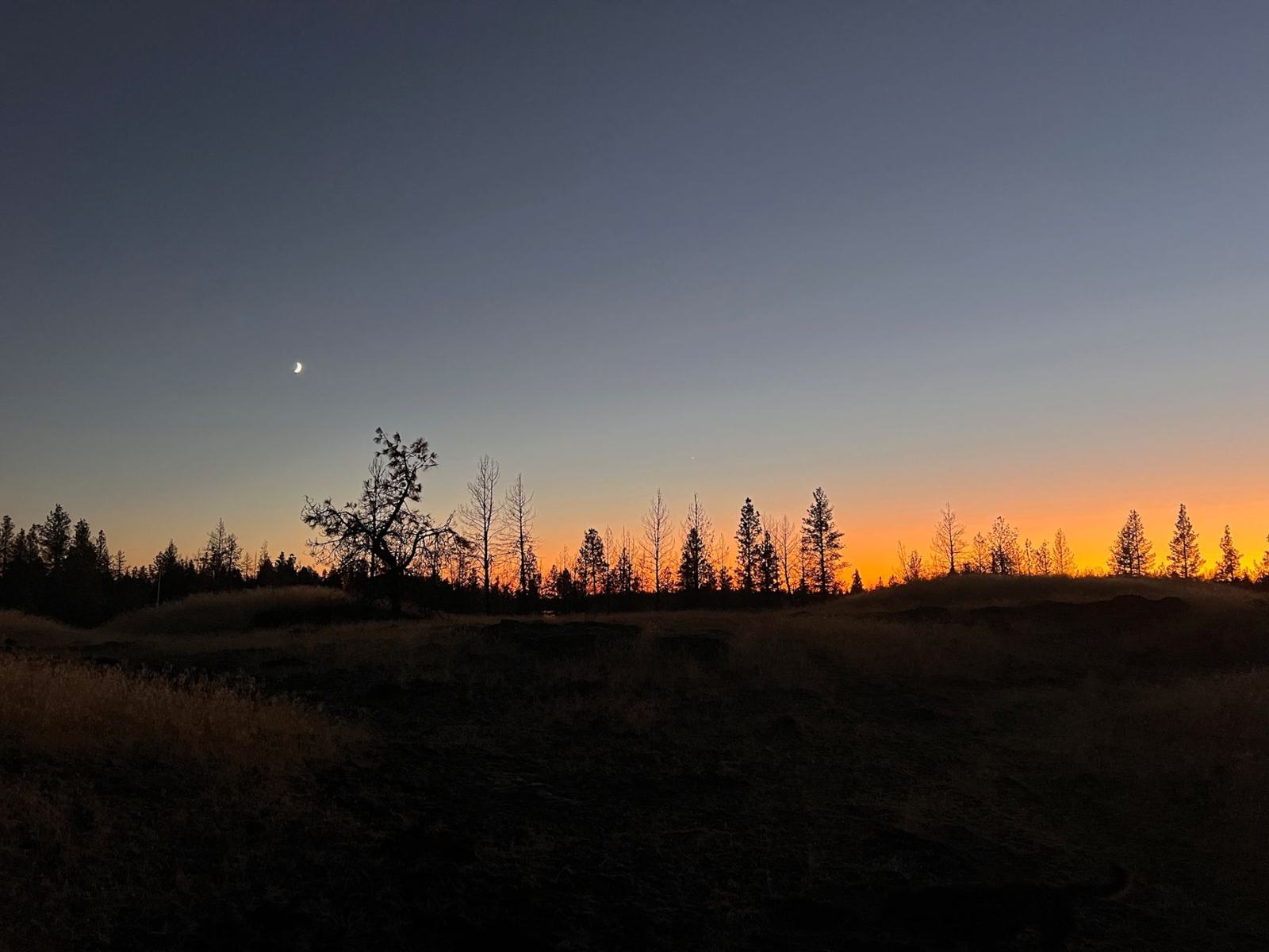 Pines silhouetted against a thin band of twilight
