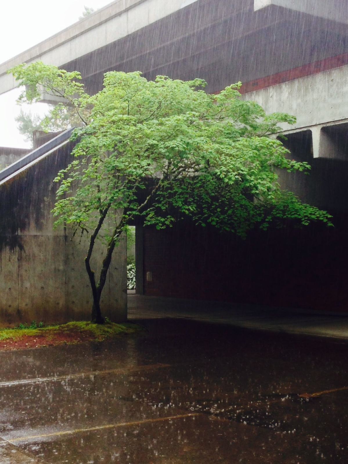 A small green maple growing in the shadow of a concrete overpass